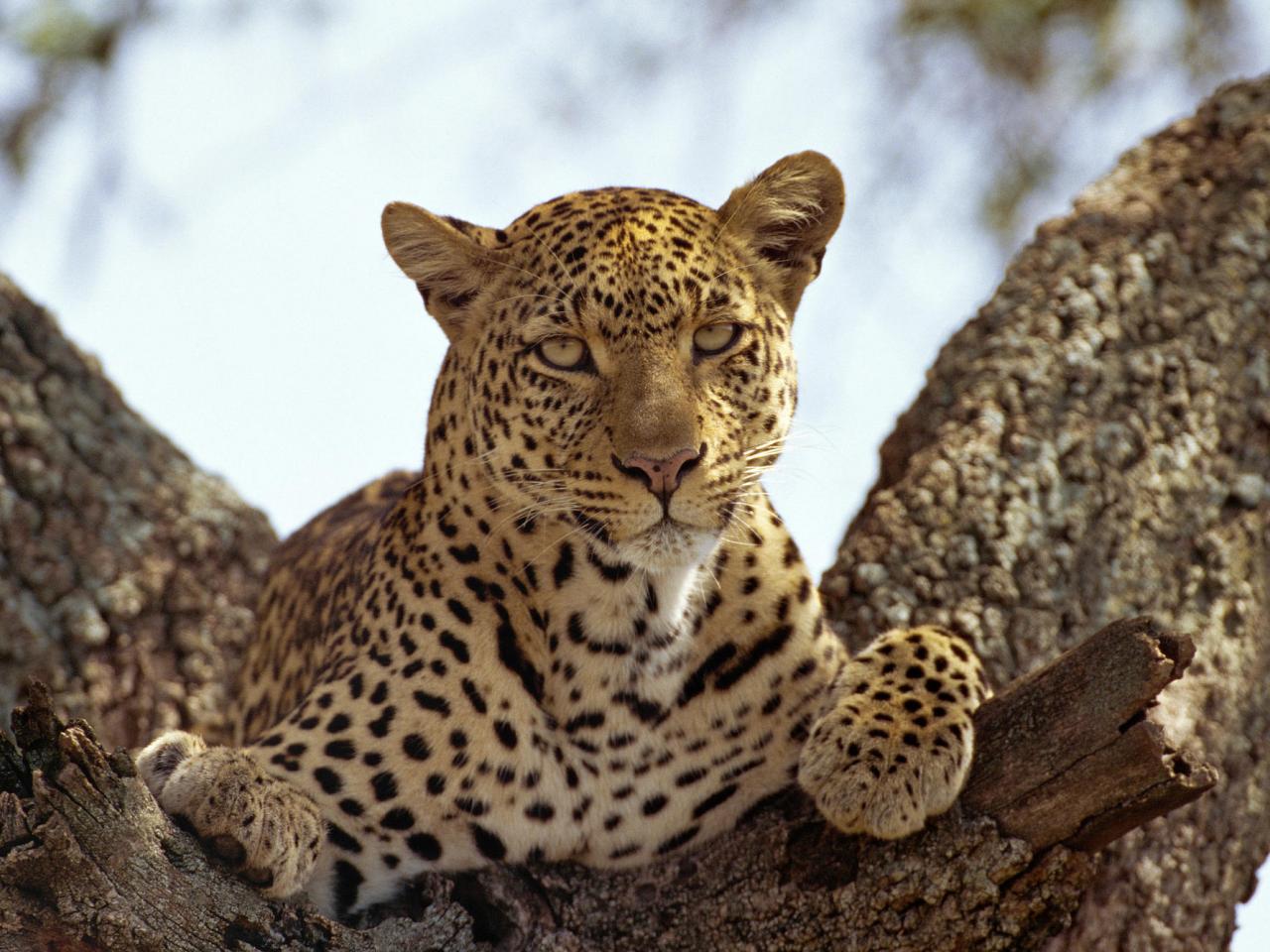 обои A Lounging Leopard фото