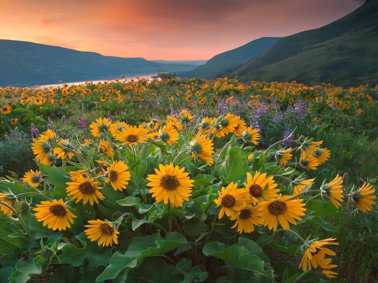 обои Rowena Sunrise,   Tom McCall Preserve,   Oregon фото