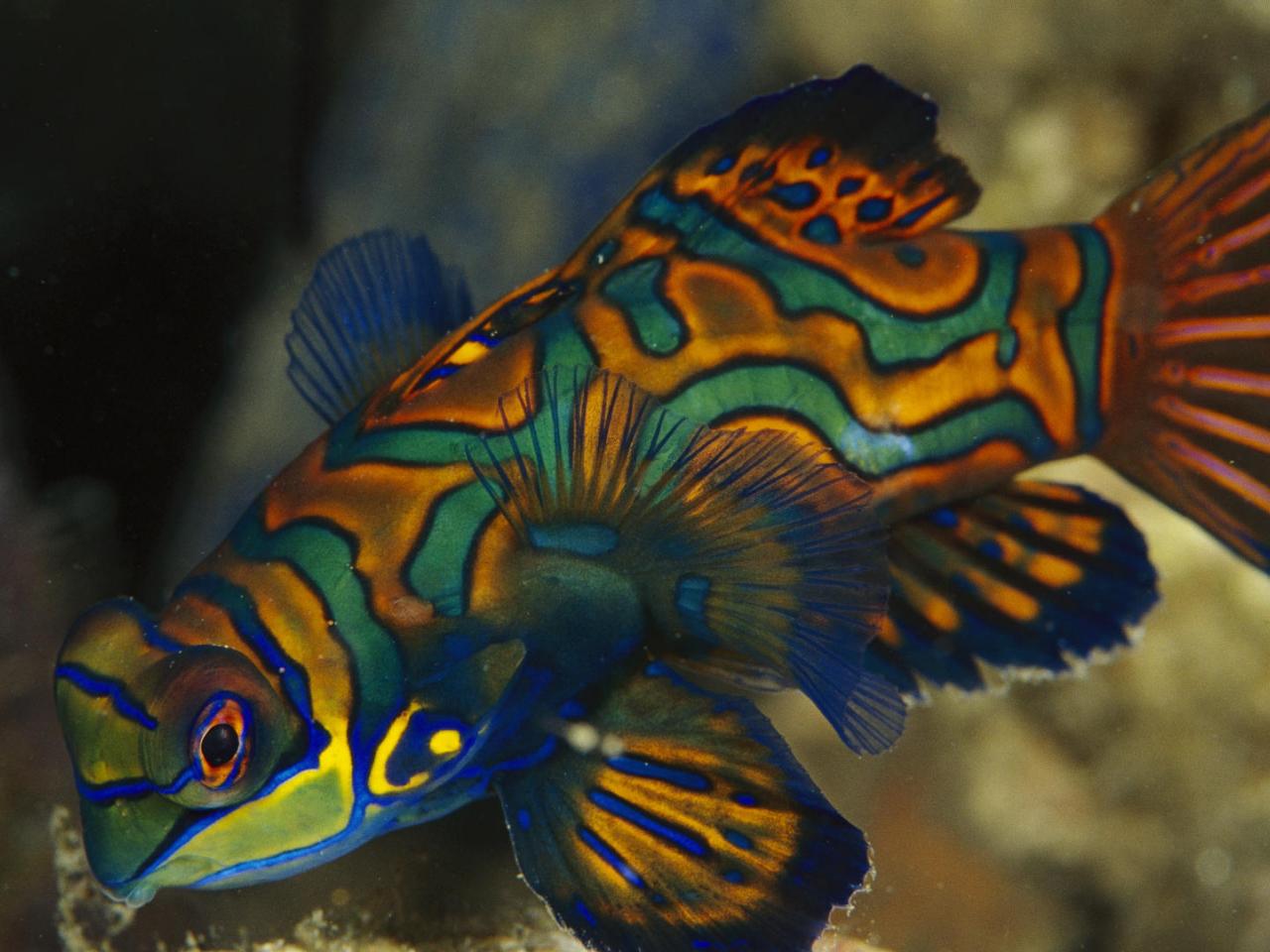 обои Mandarinfish,   Indonesia фото