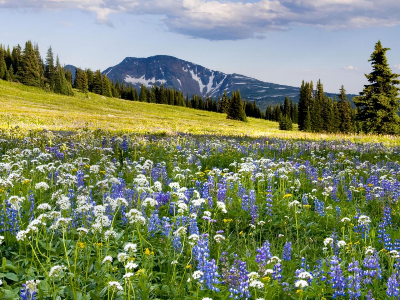 обои Trophy Meadows,   Wells Gray Provincial Park,   British Columbia,   Canada фото