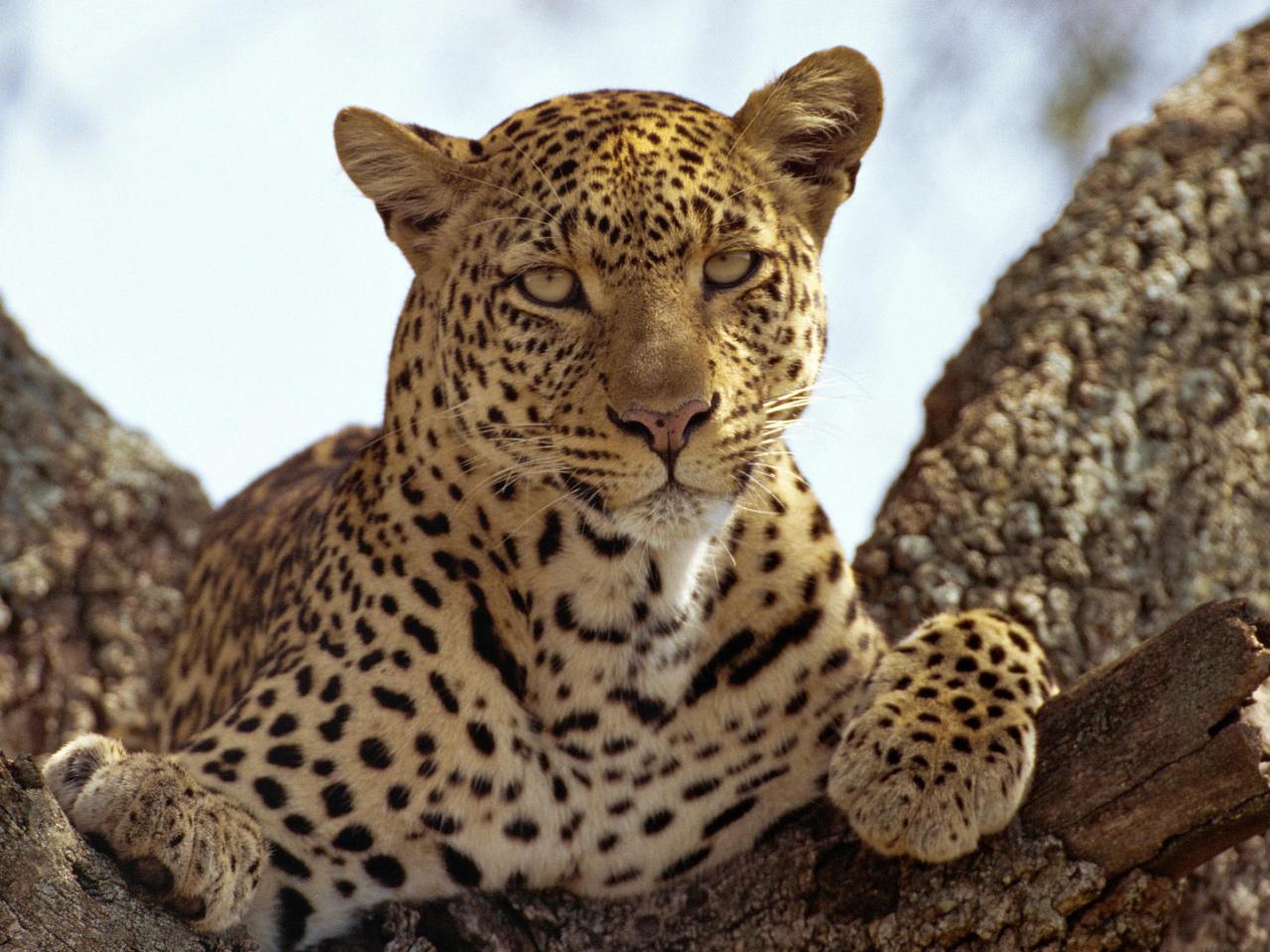 обои A Lounging Leopard фото