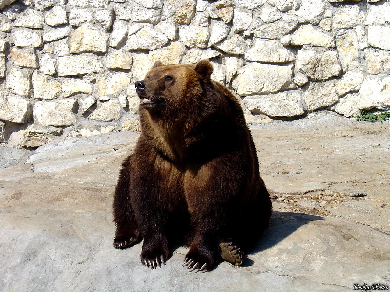 обои Медведь на солнце фото