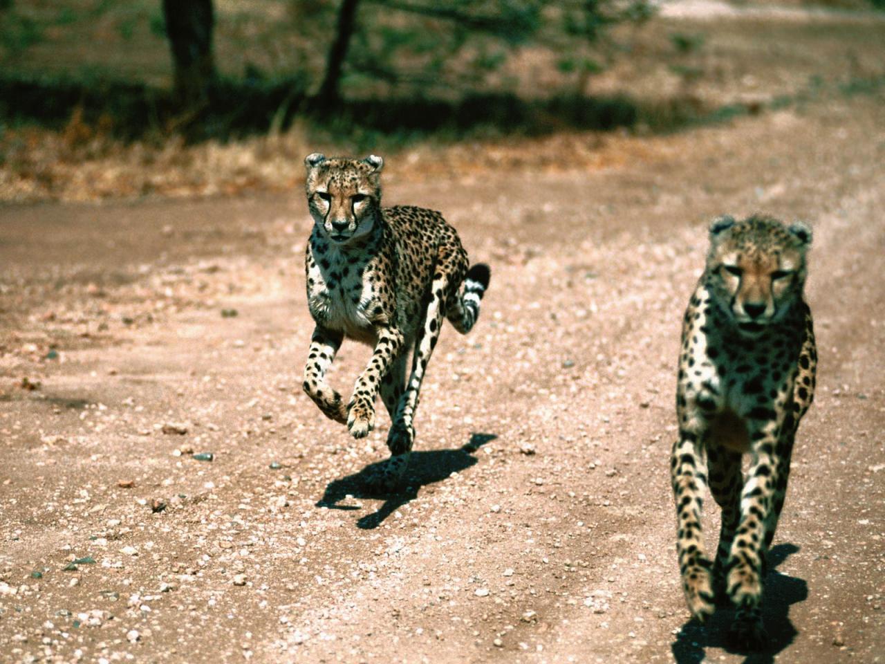 обои Два быстрых гепарда фото