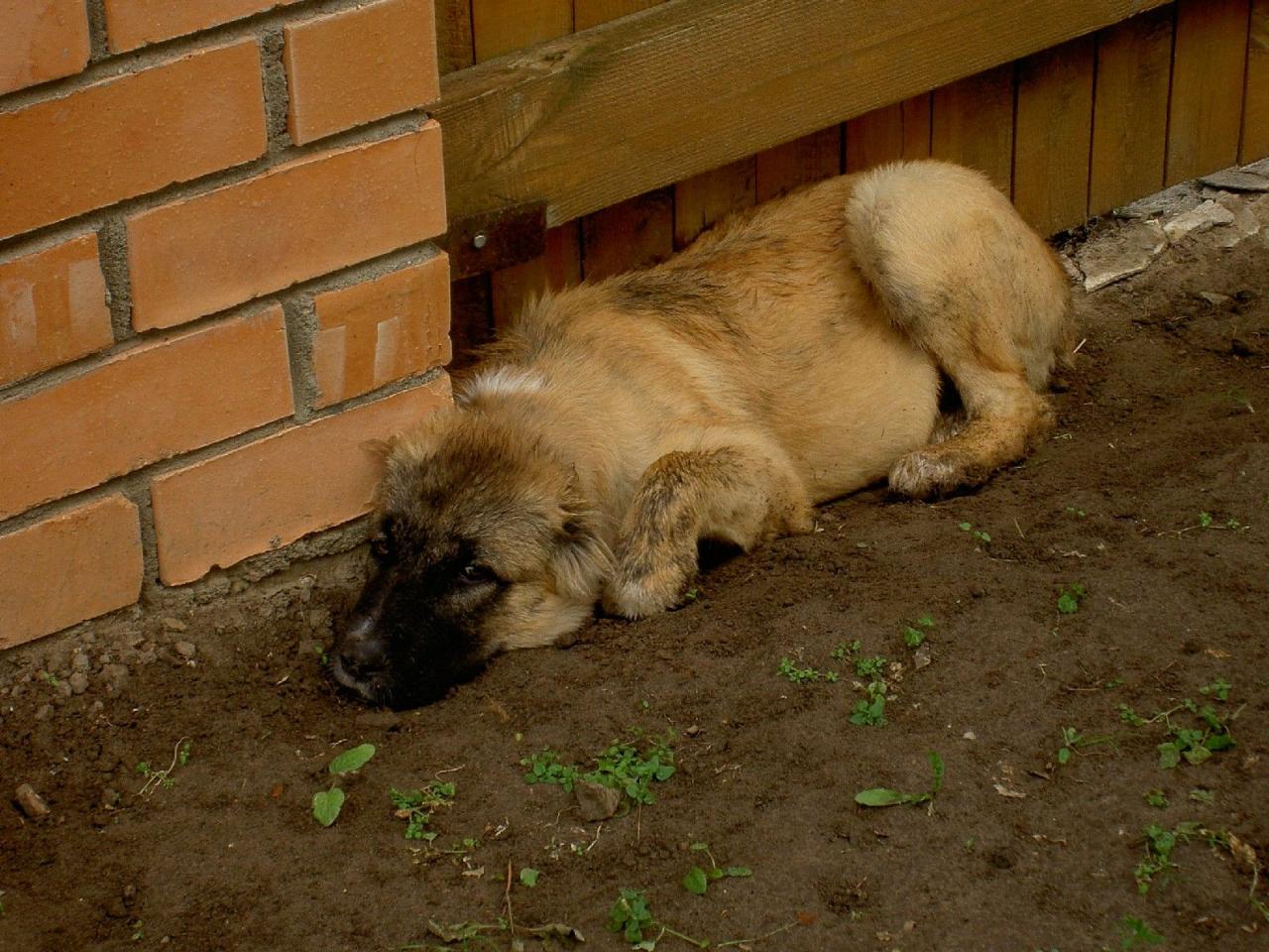 обои Сабака около ворот фото