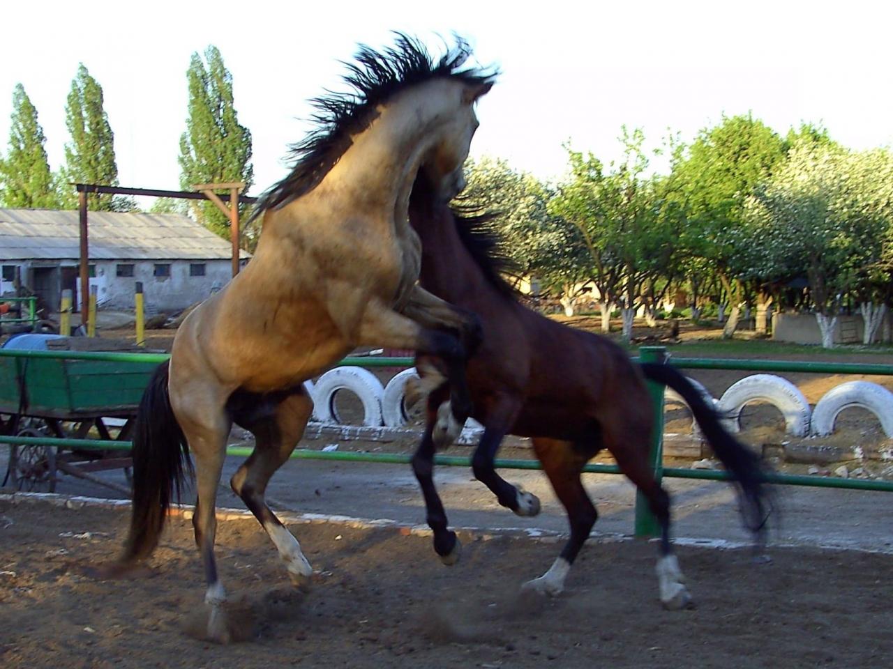 обои Спорящие кони фото