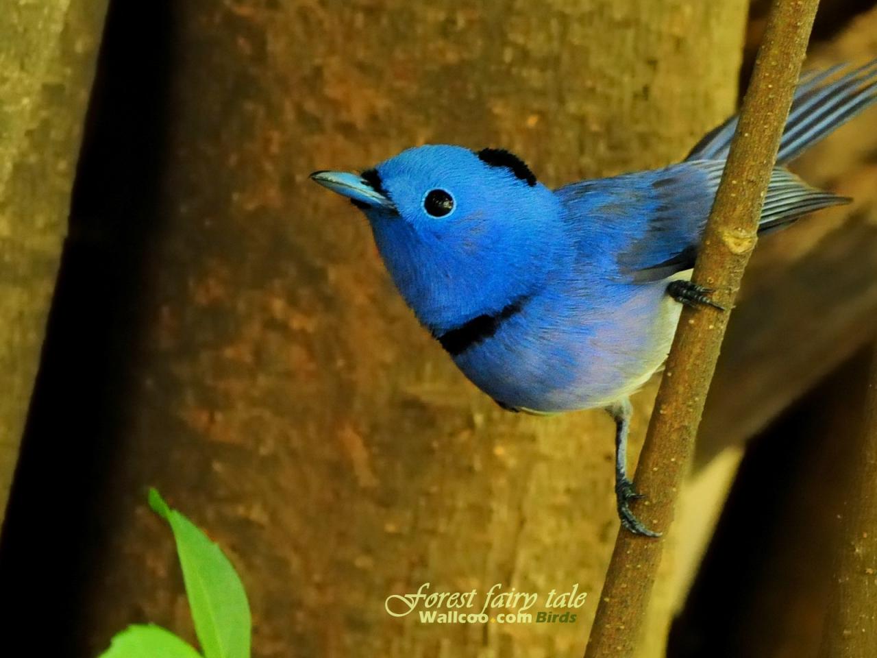 обои Gorgeous birds Blue Flycatcher фото