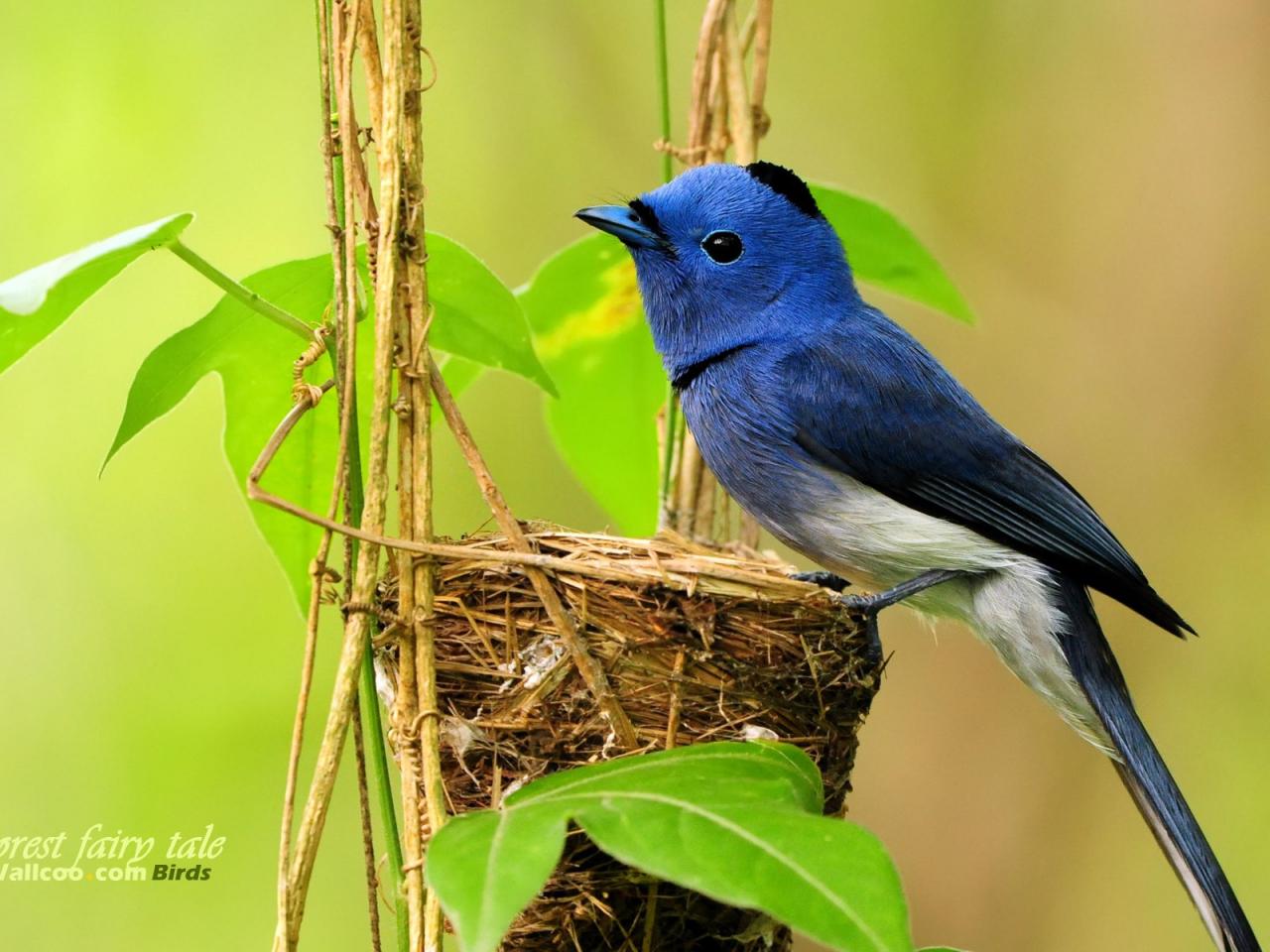 обои Gorgeous birds Blue Flycatcher pop фото