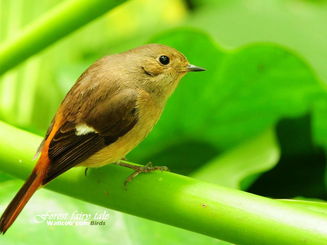 обои Gorgeous birds Female Daurian Redstart in Greeny фото