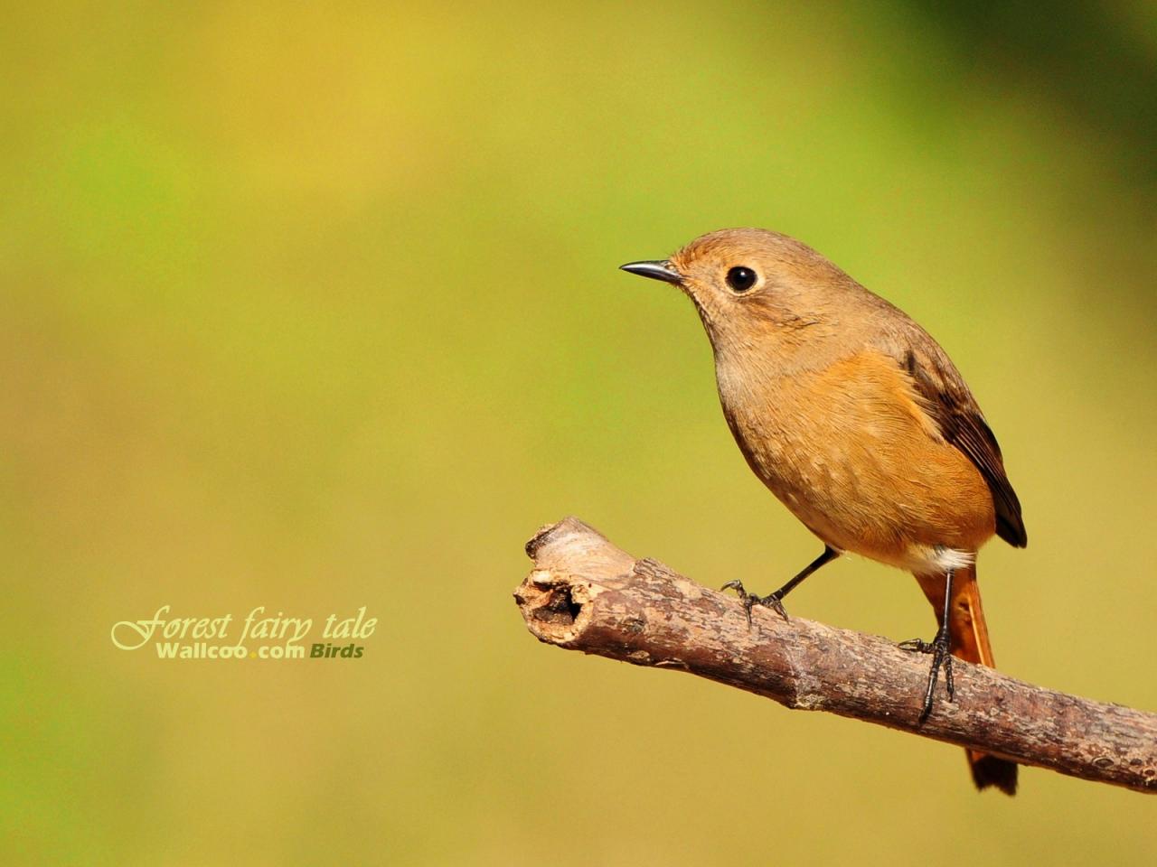 обои Gorgeous birds Golden Moment of female Daurian Redstart фото