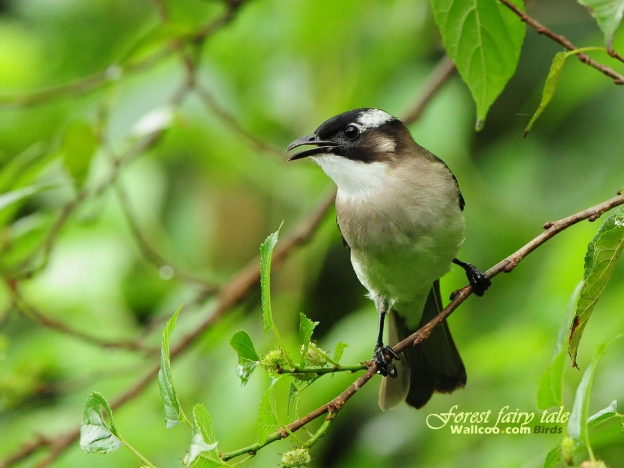 обои Gorgeous birds Light-vented Bulbul on twig фото