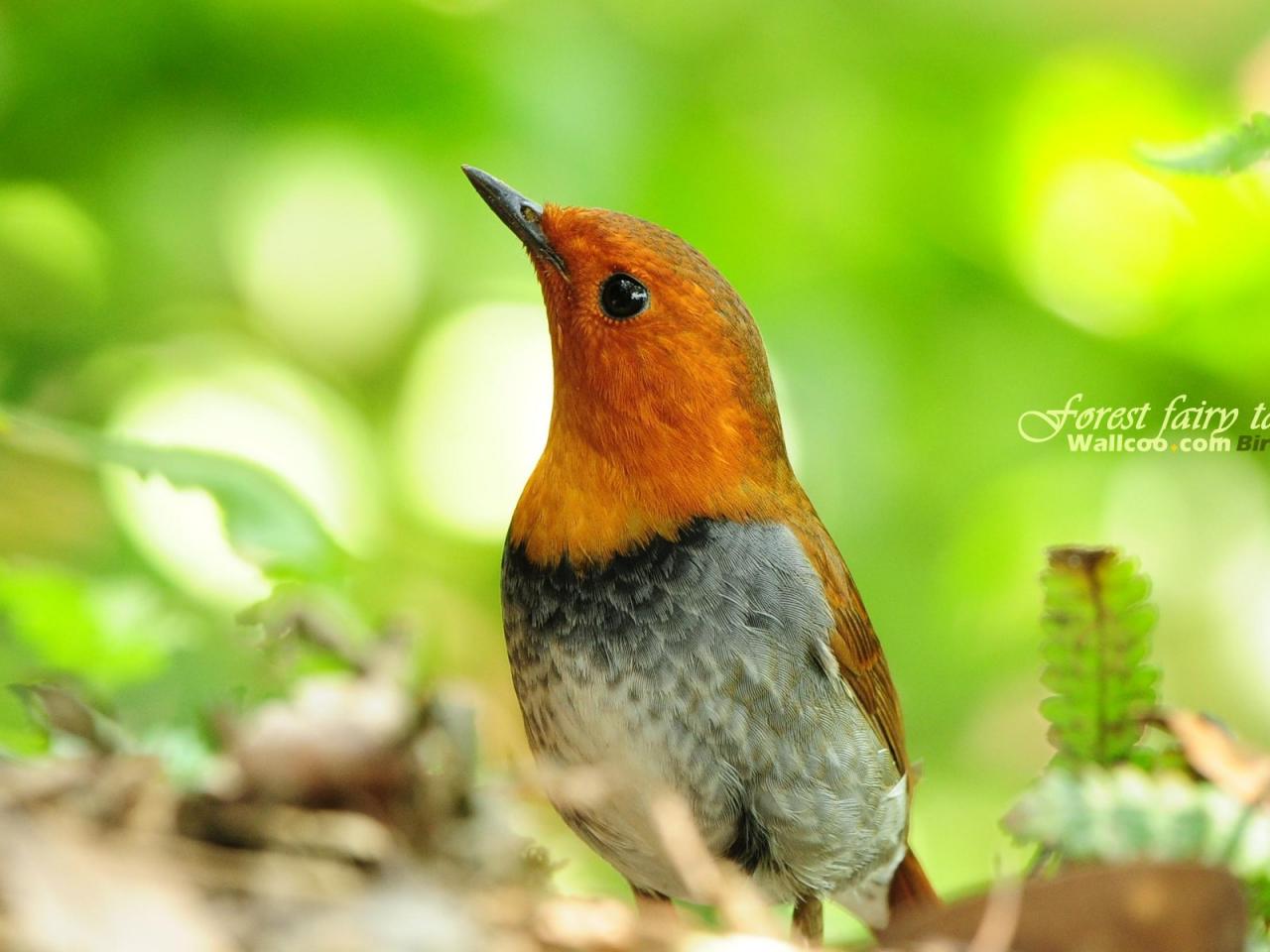 обои Gorgeous birds male Japanese Robin фото