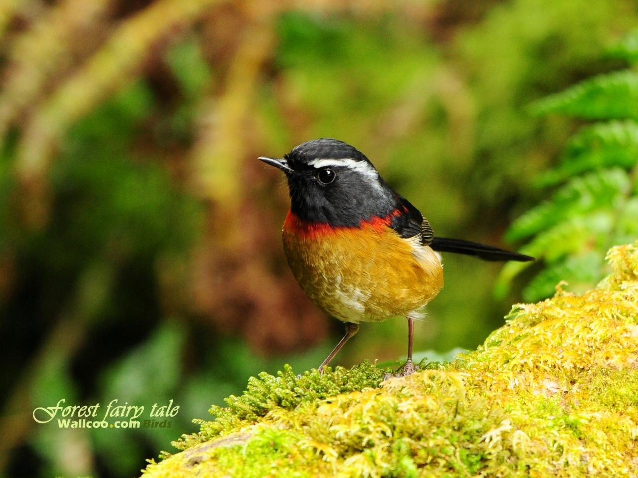 обои Gorgeous birds Mountain spirit Collared Bush Robin-Male фото