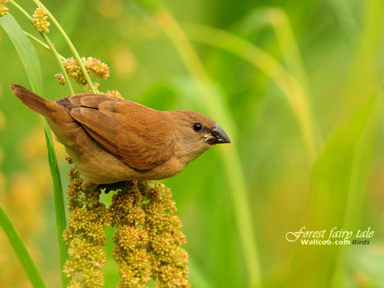 обои Gorgeous birds Scaly-breasted Munia фото