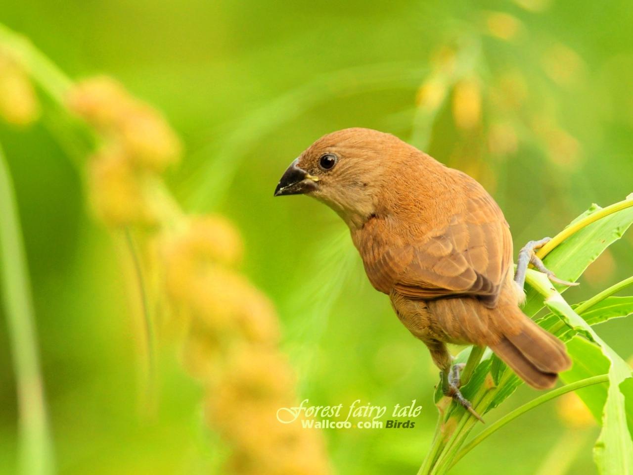 обои Gorgeous birds Scaly-breasted Munia 2 фото