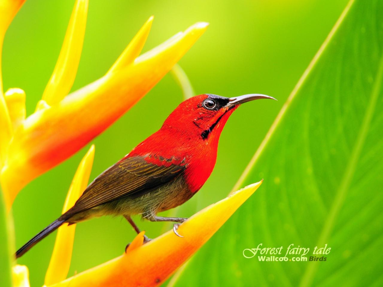 обои Gorgeous birds Singapore Sunbird Crimson Sunbird Male фото