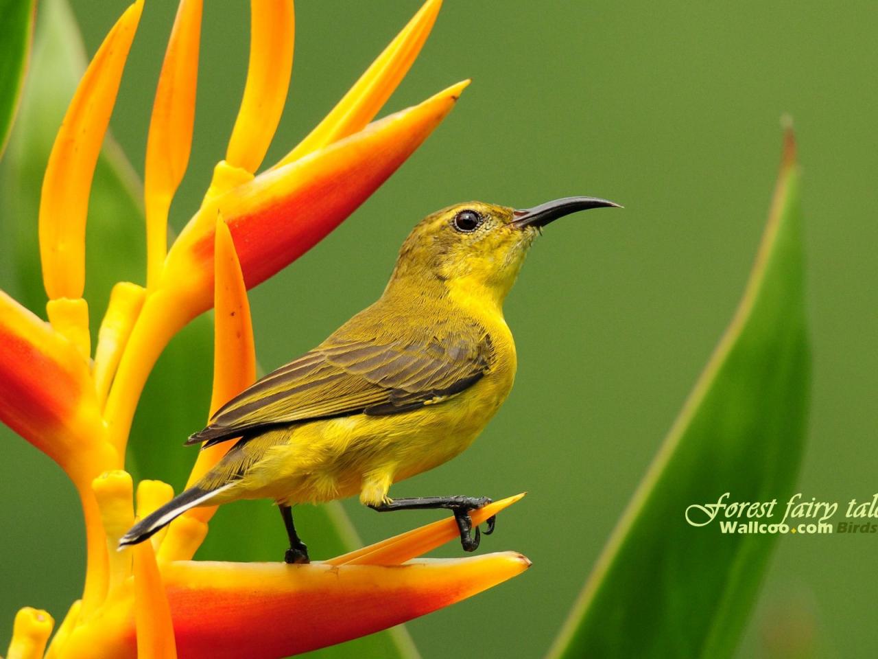 обои Gorgeous birds Singapore Sunbird Olive Backed Sunbird Female фото