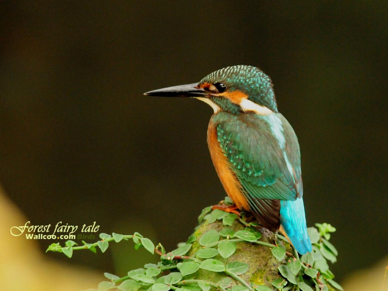 обои Gorgeous birds Solitude sentimental kingfisher фото