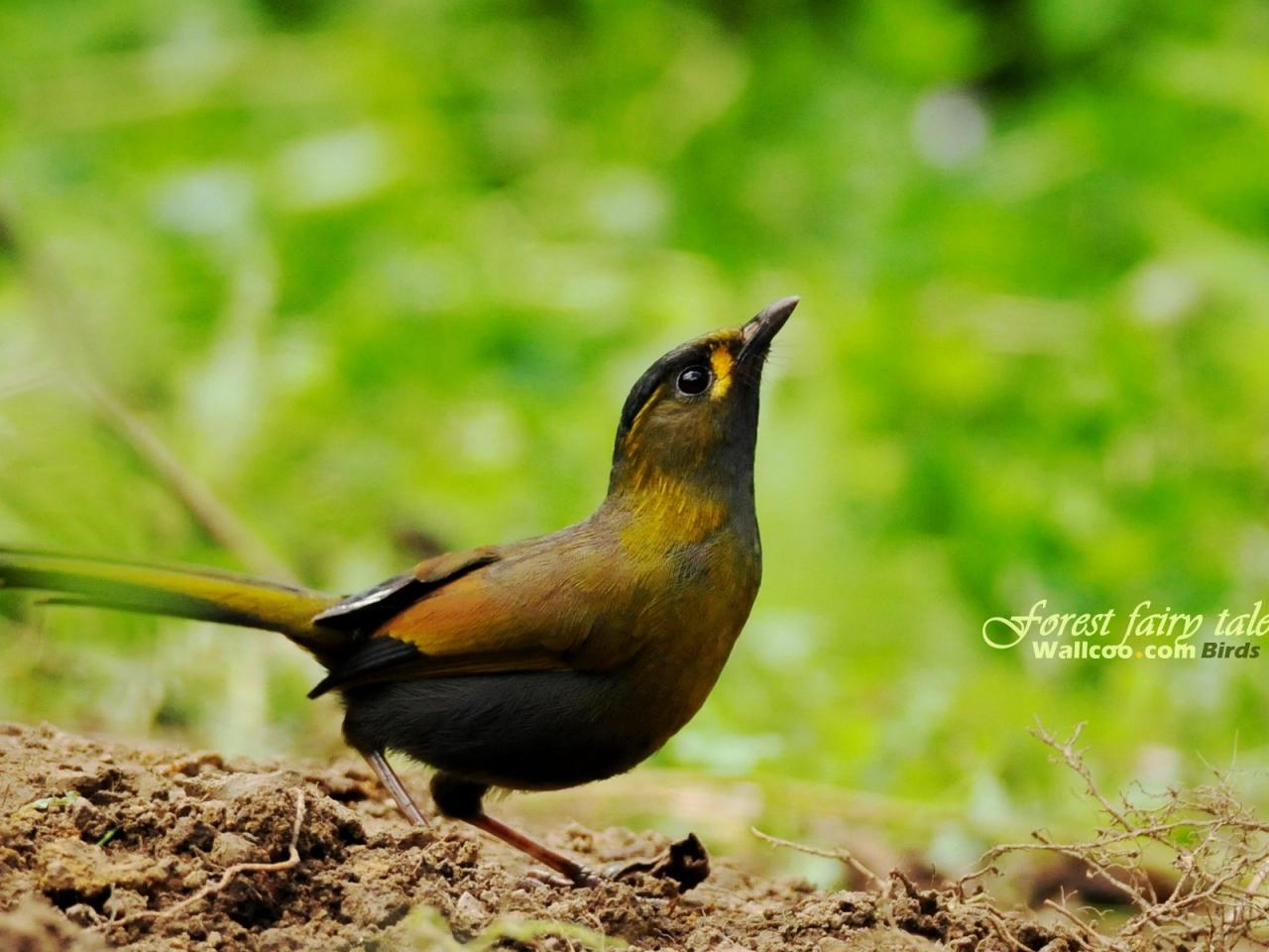 обои Gorgeous birds Steere s Liocichla фото