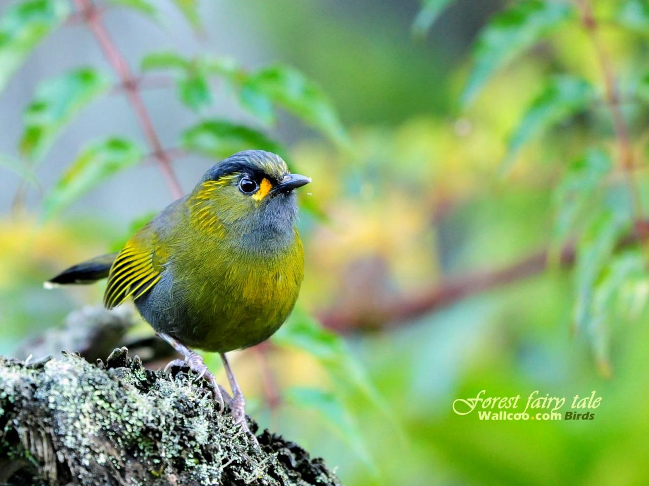 обои Gorgeous birds Steeres Liocichla in the morning фото