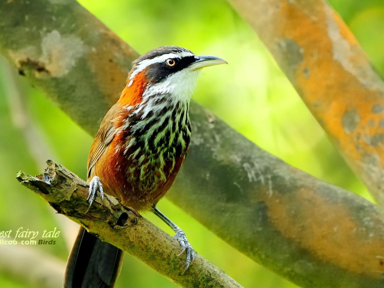 обои Gorgeous birds Streak-breasted Scimitar Babbler in the woods фото