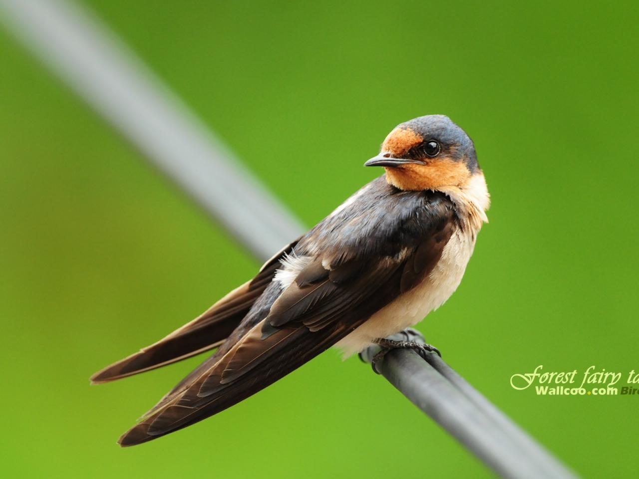 обои Gorgeous birds Swallow фото