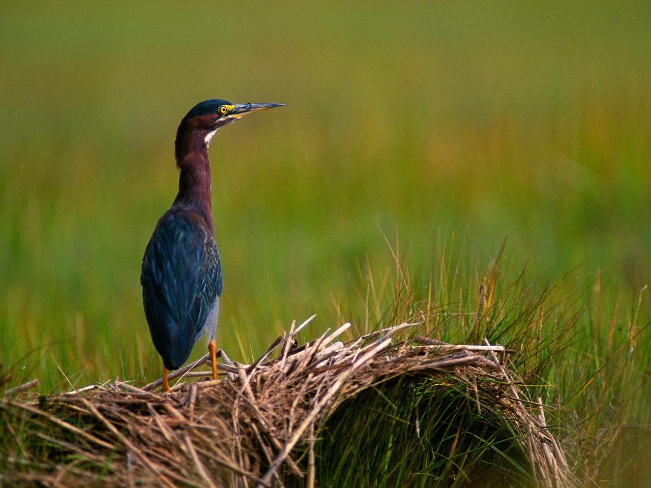 обои A Quiet Moment,   Green Heron фото