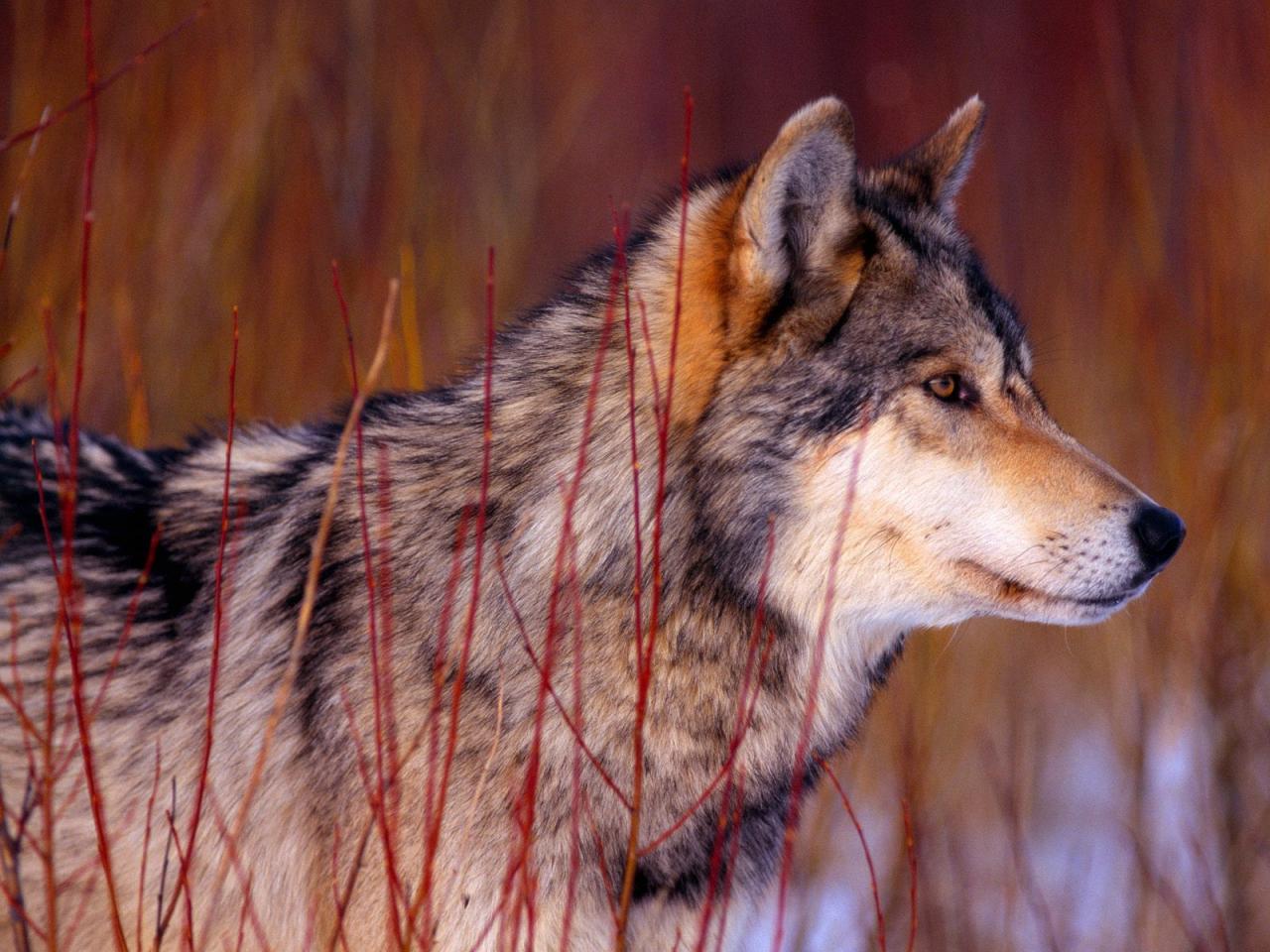 обои Attentive Look,   Gray Wolf фото