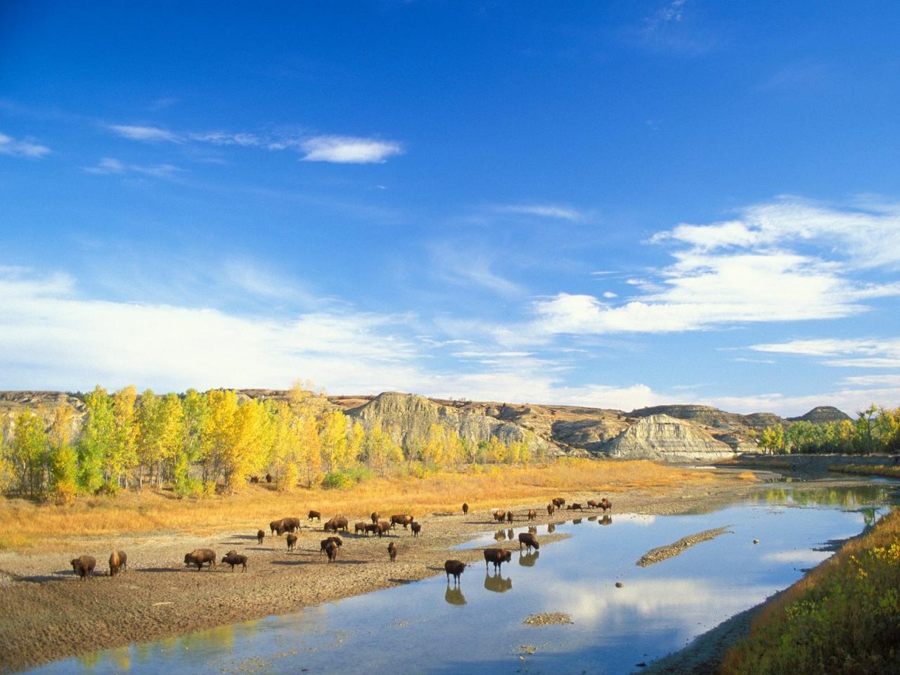 обои Bison,   Little Missouri River,   Theodore Roosevelt National Park,   North Dakota фото