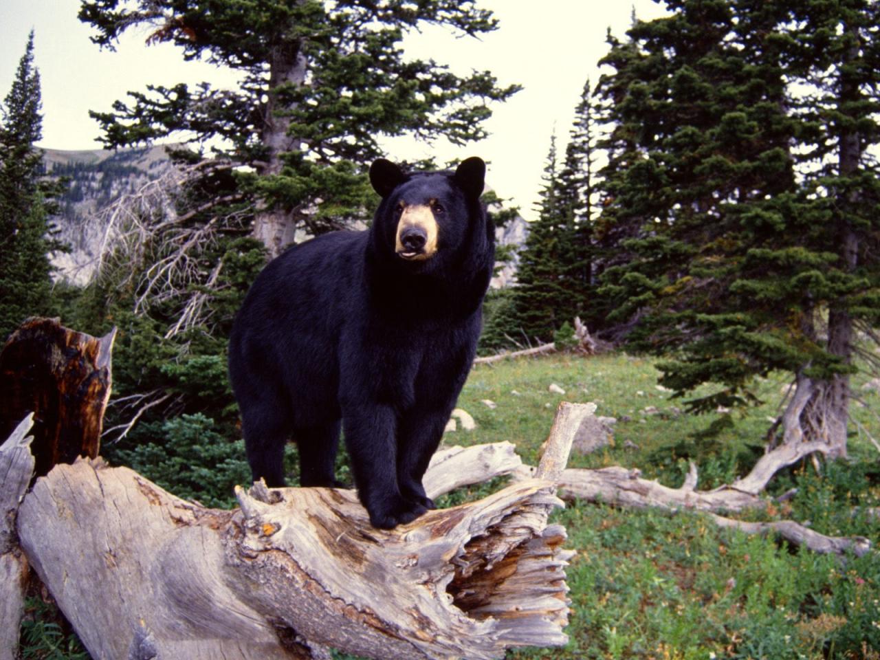 обои Black Bear on Stump,   Montana фото