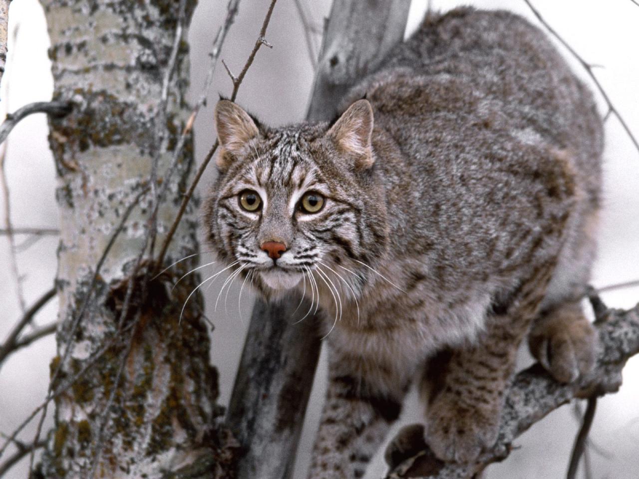 обои Bobcat on Tree фото