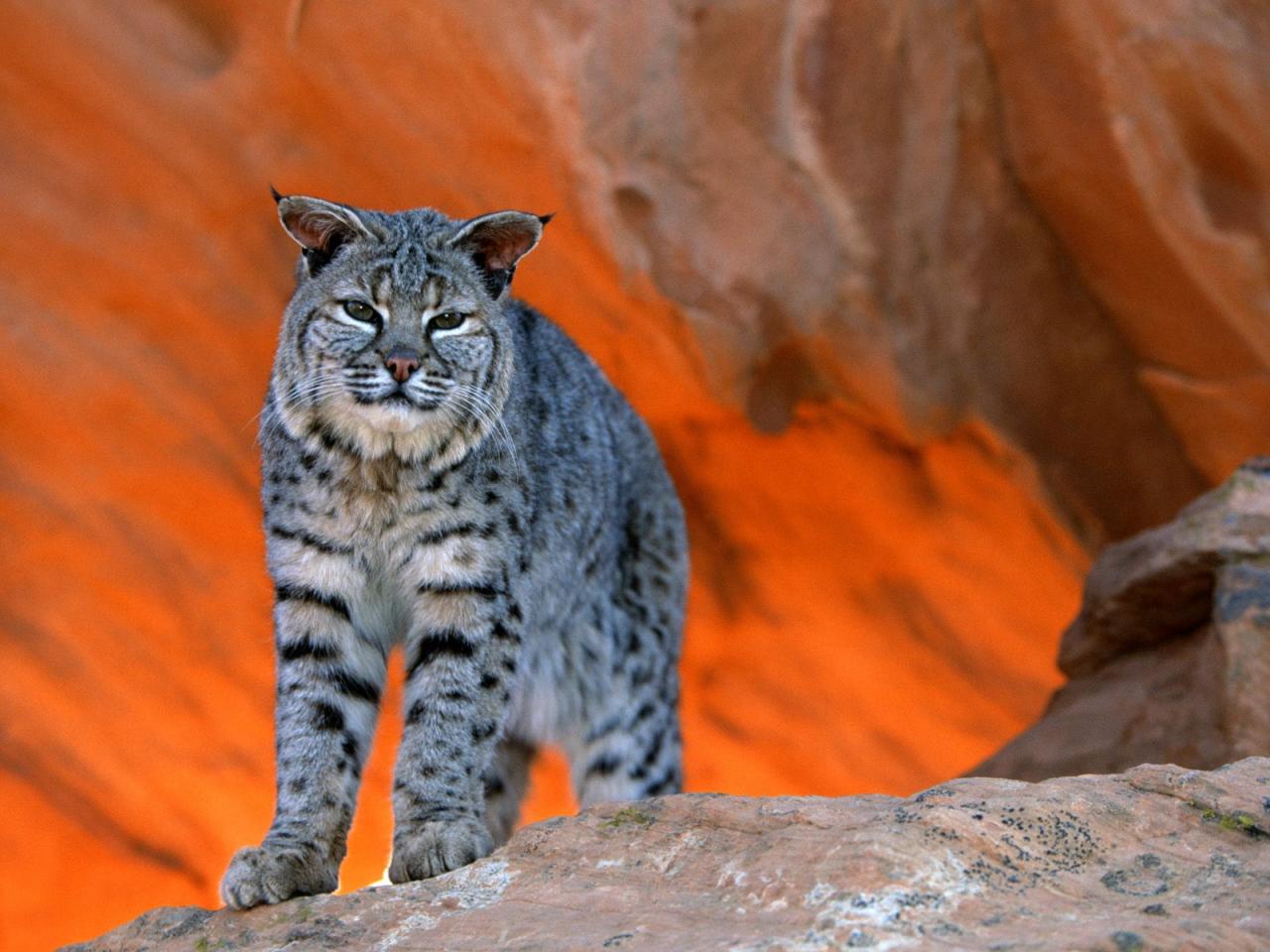 обои Bobcat,   Utah фото