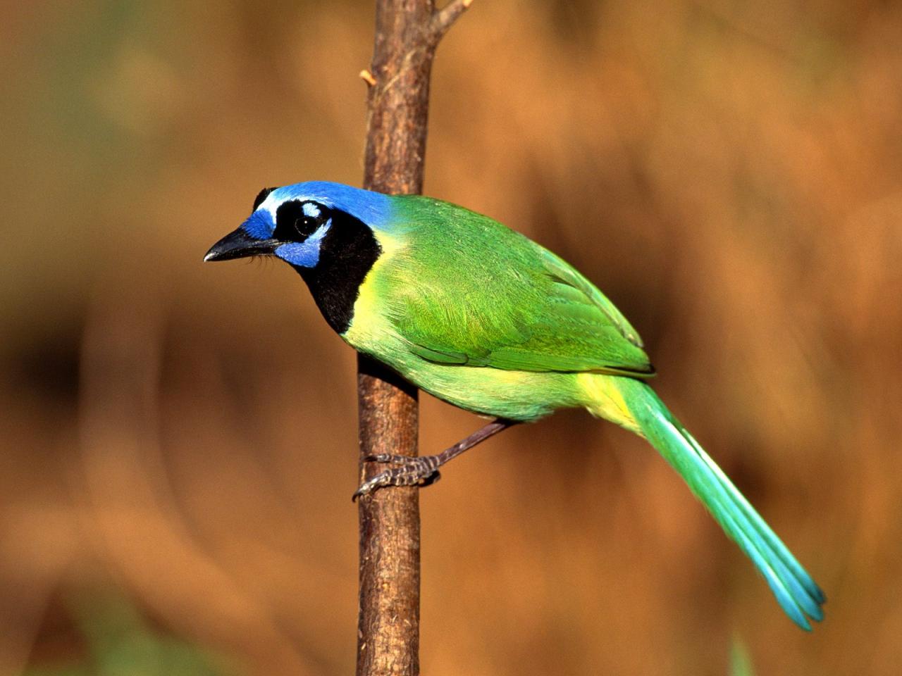 обои Green Jay фото