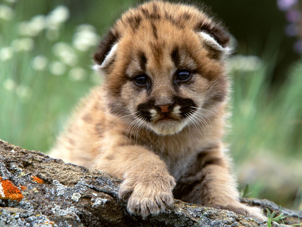 обои Mountain Lion Cub фото