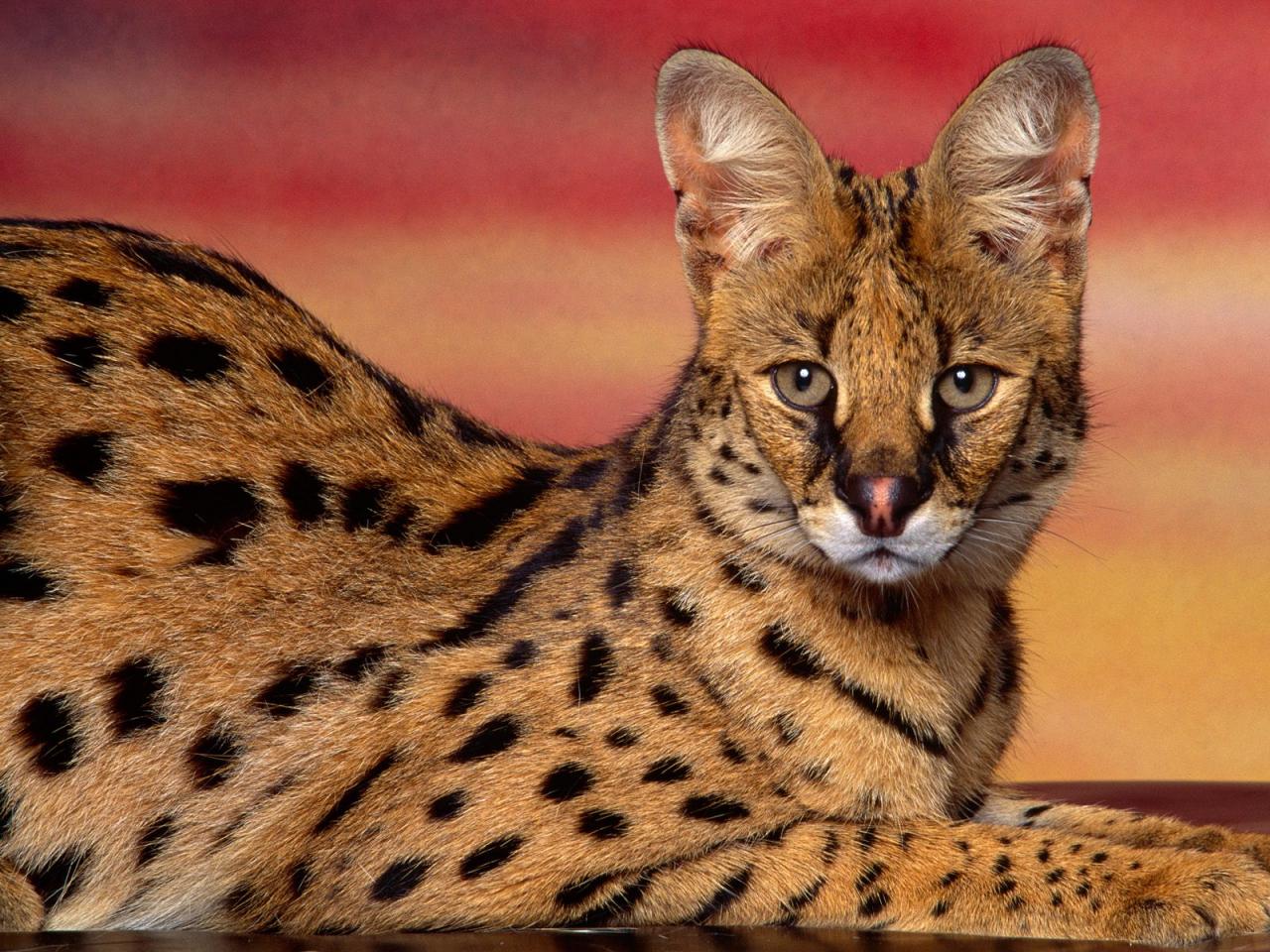 обои Serval Sunset фото