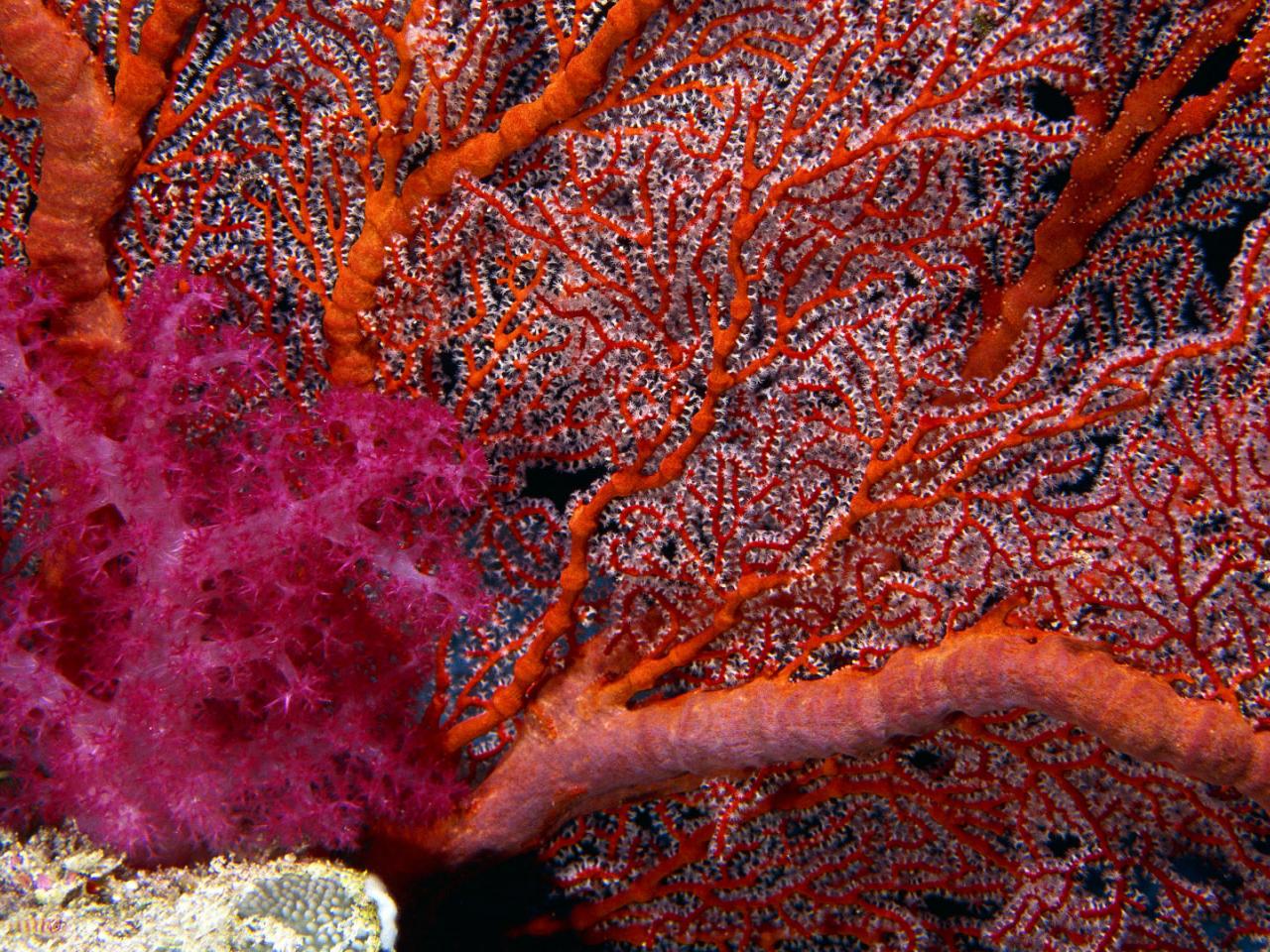 обои Gorgonian Sea Fan and Soft Coral фото