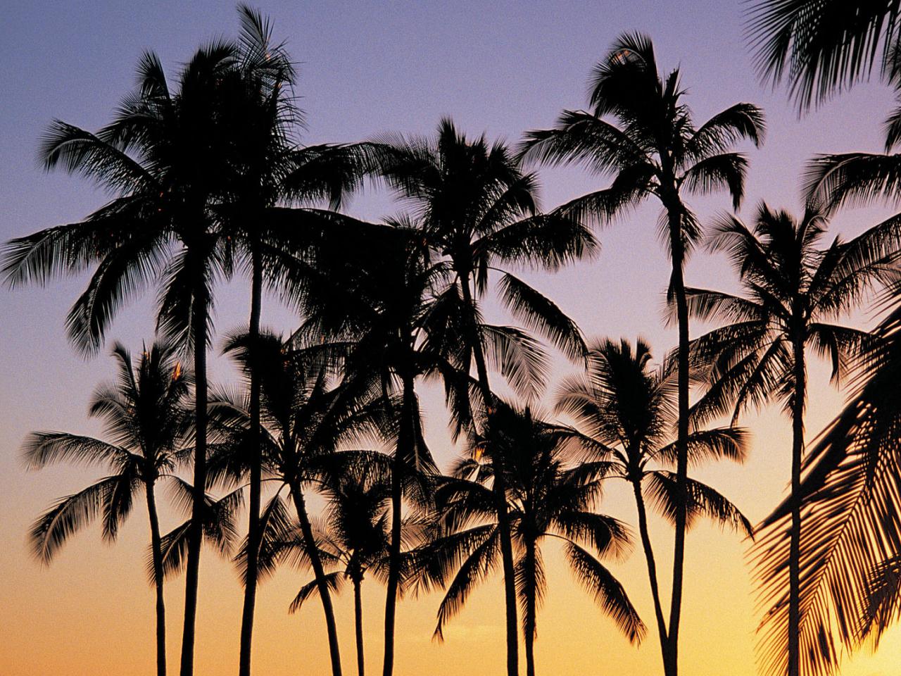 обои Kauai Palms фото