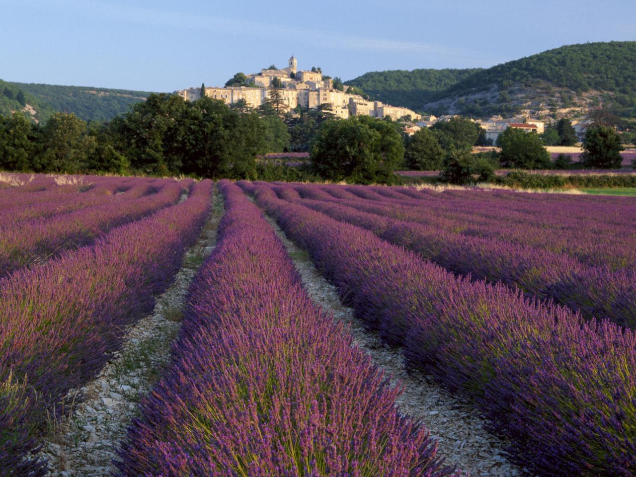 обои Lavender at Banon,   Provence,   France фото