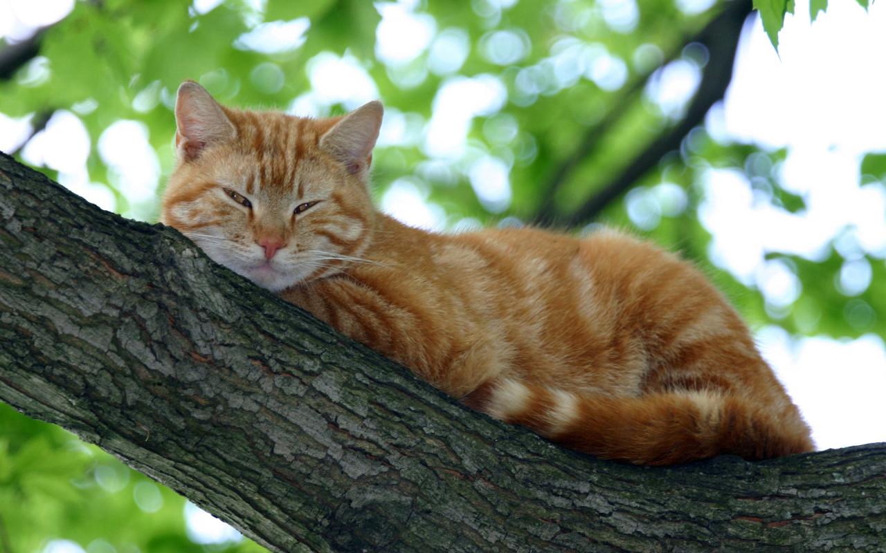 обои Рыжый кот на дереве фото