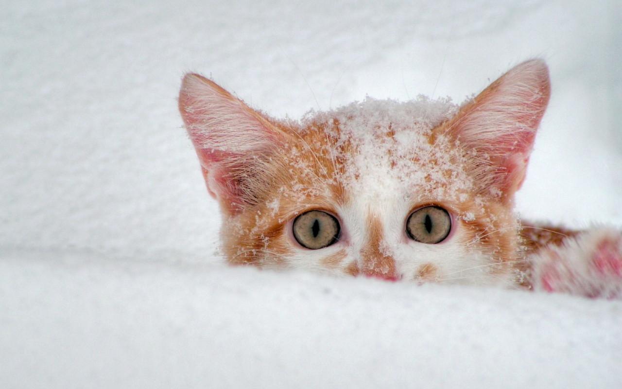 обои Рыжый котенок в снегу фото
