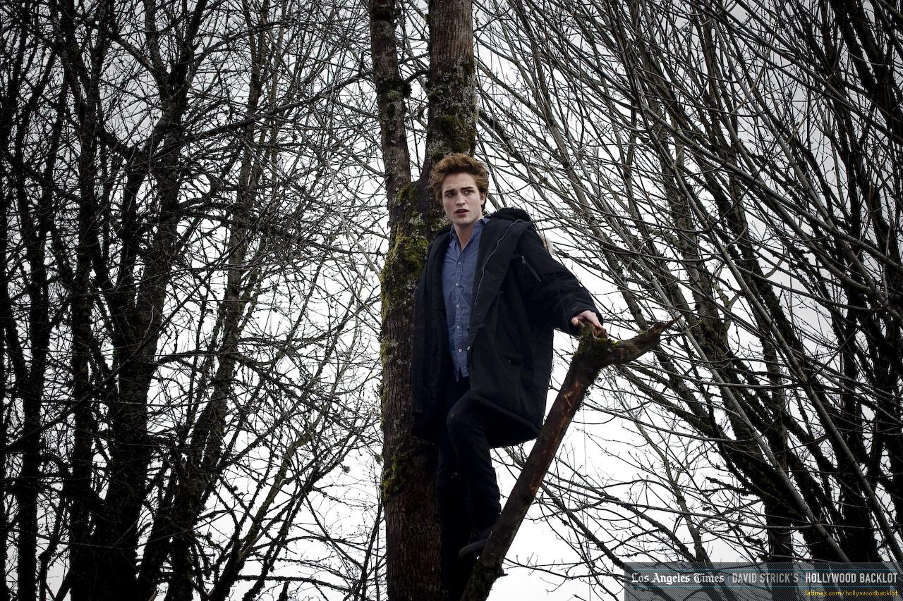 обои Эдвард стоит на дереве фото
