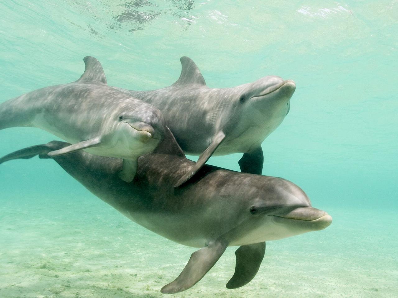 обои Три дельфина фото