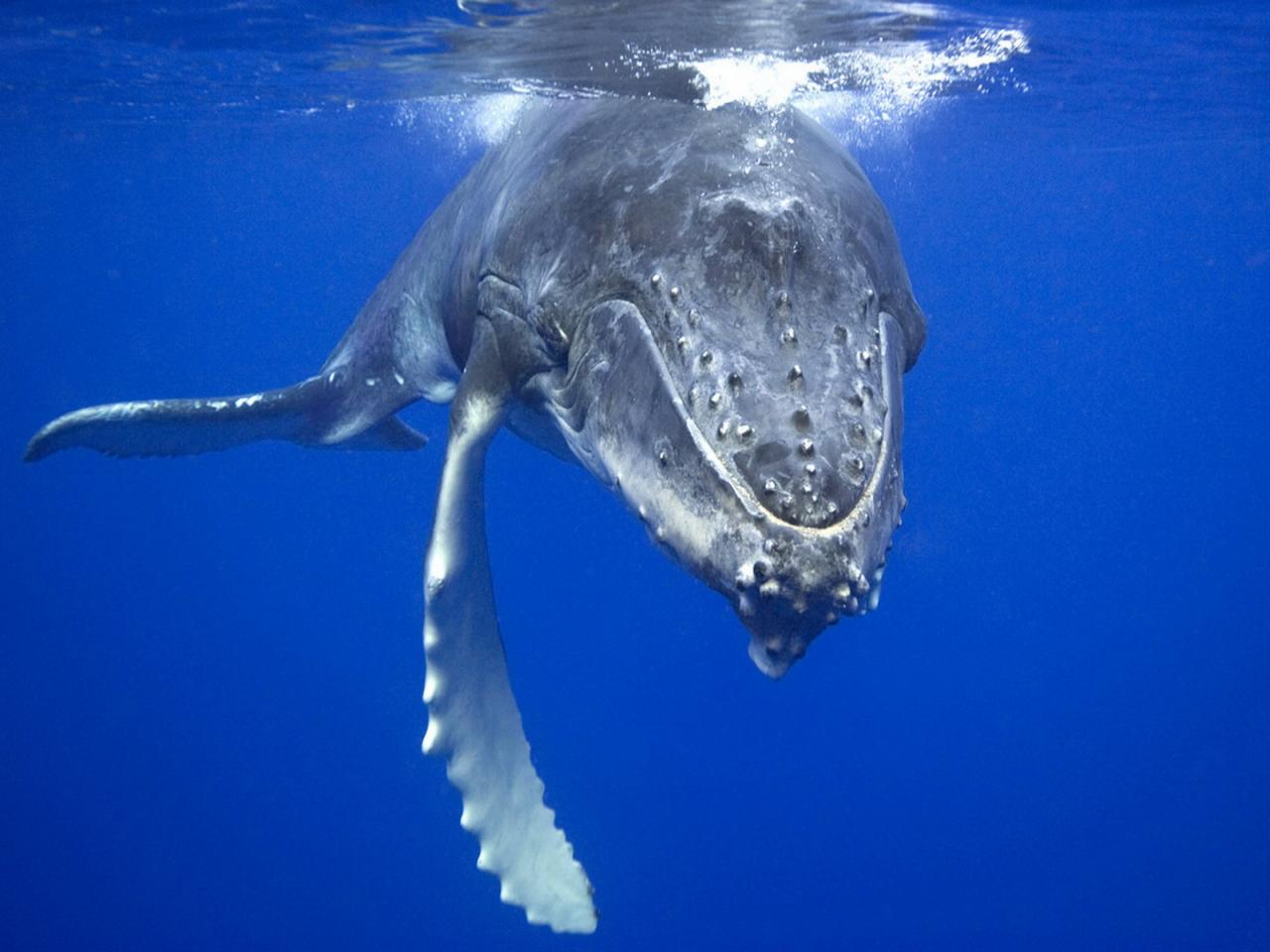 обои Синий кит фото