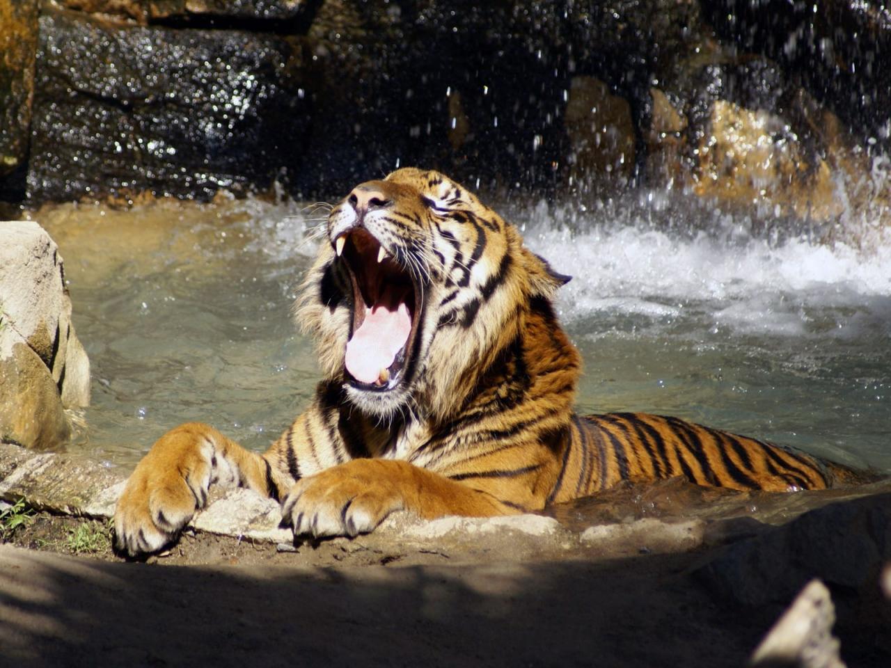 обои Тигр в воде фото