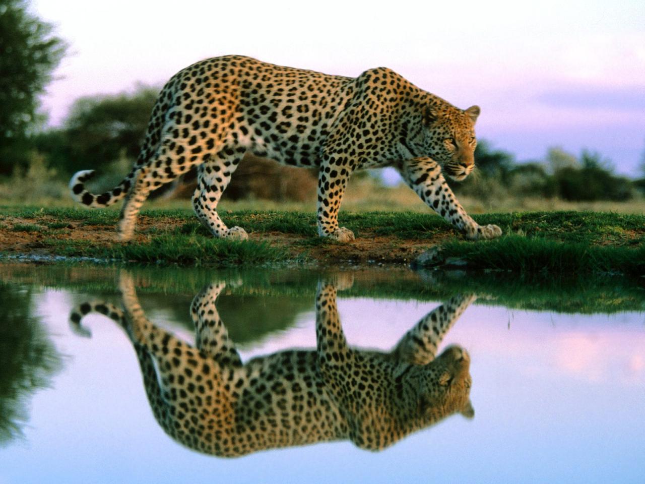 обои Spotted Reflections,   Africa фото