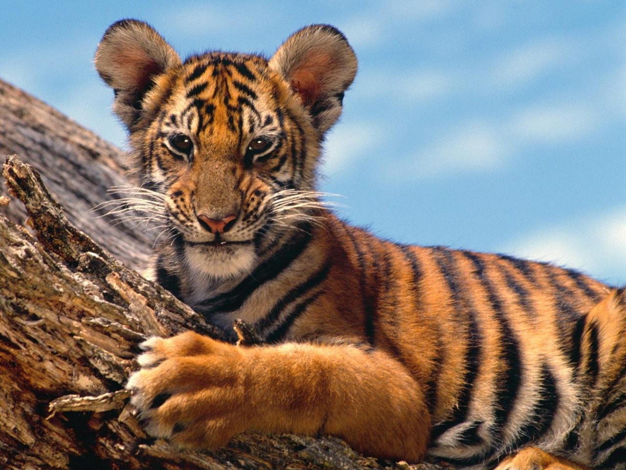 обои Tiger Cub фото