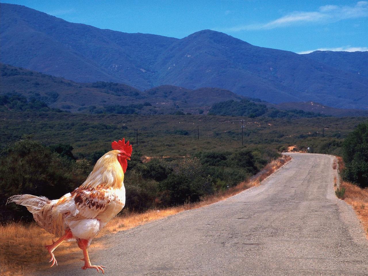 обои Why Did the Chicken Cross the Road фото