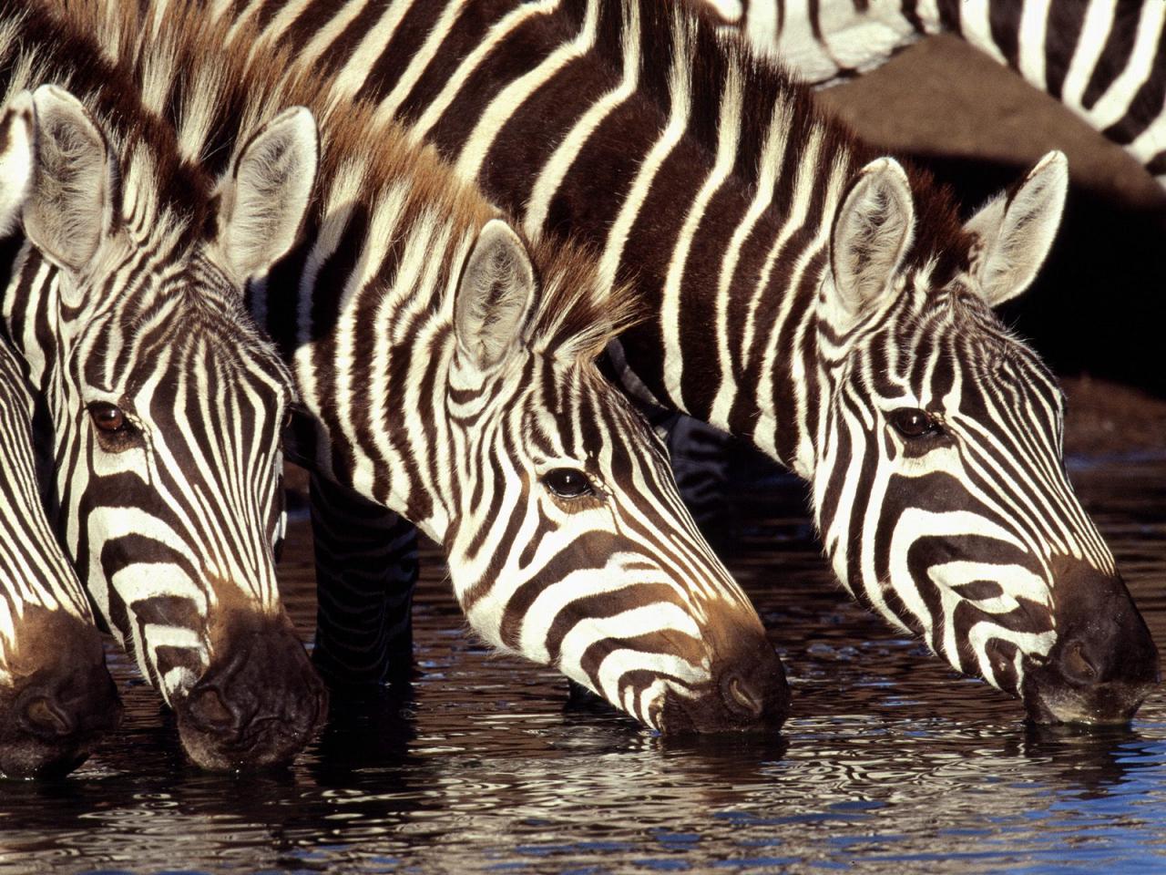 обои Zebras at the Water Hole,   Kenya фото