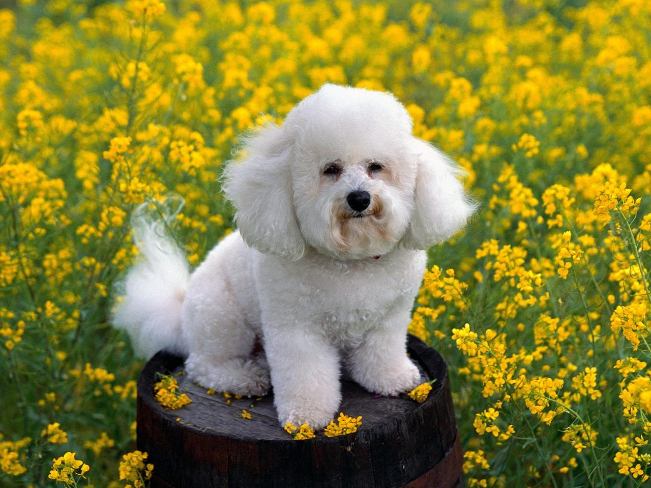 обои Bichon Frise фото