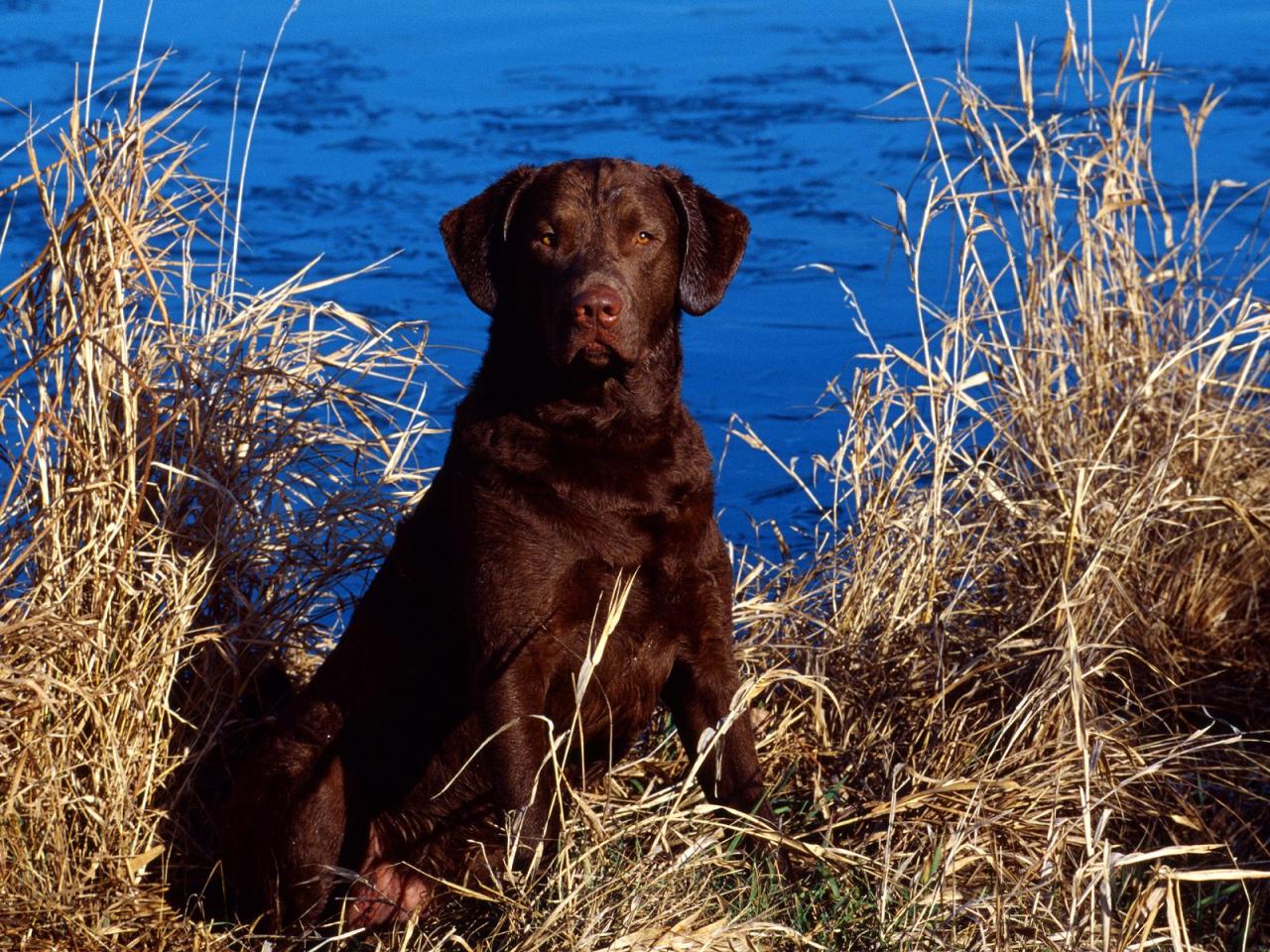 обои Dog and Cattails фото