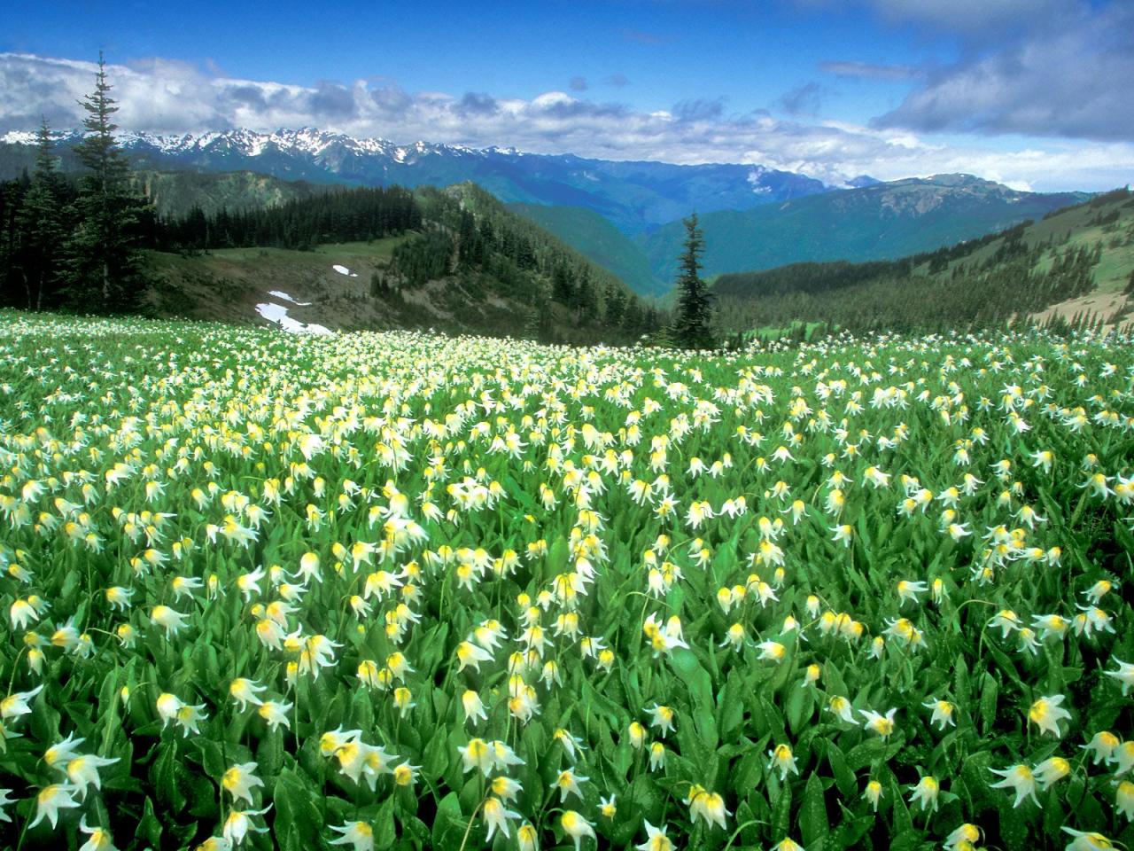 обои A Peak Experience,   Olympic National Park,   Washington фото